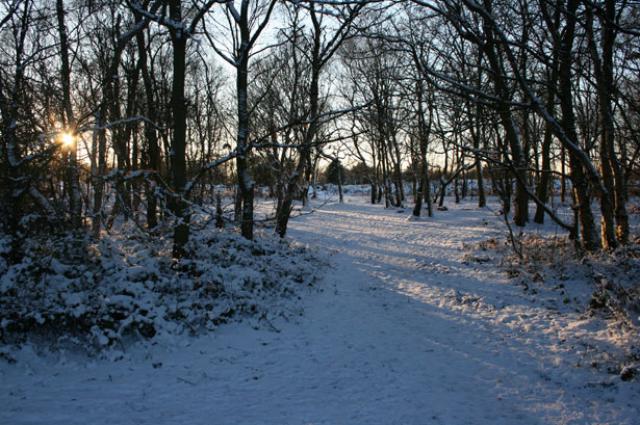 Green Grass Under The Snow