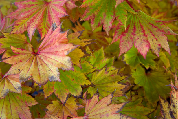 Late Leaves