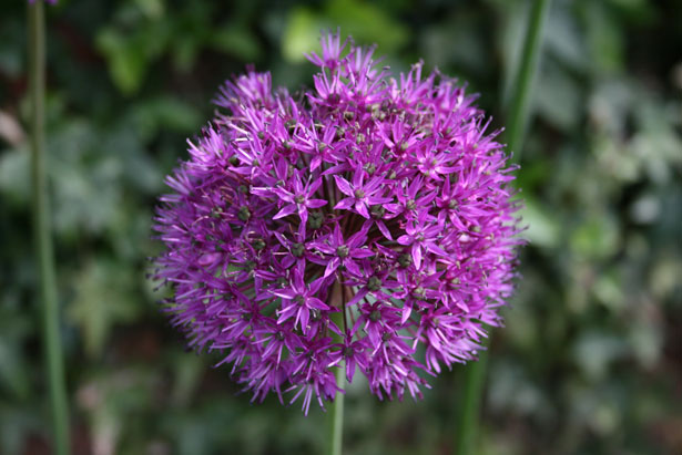 Purple Clover