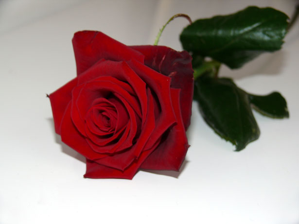 A Red Red Rose
